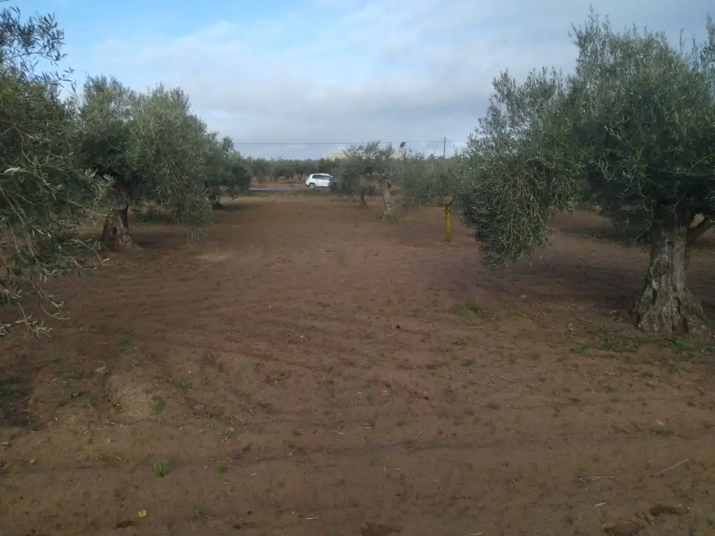 Terrain rustique à vendre à Don Benito, imagen 5