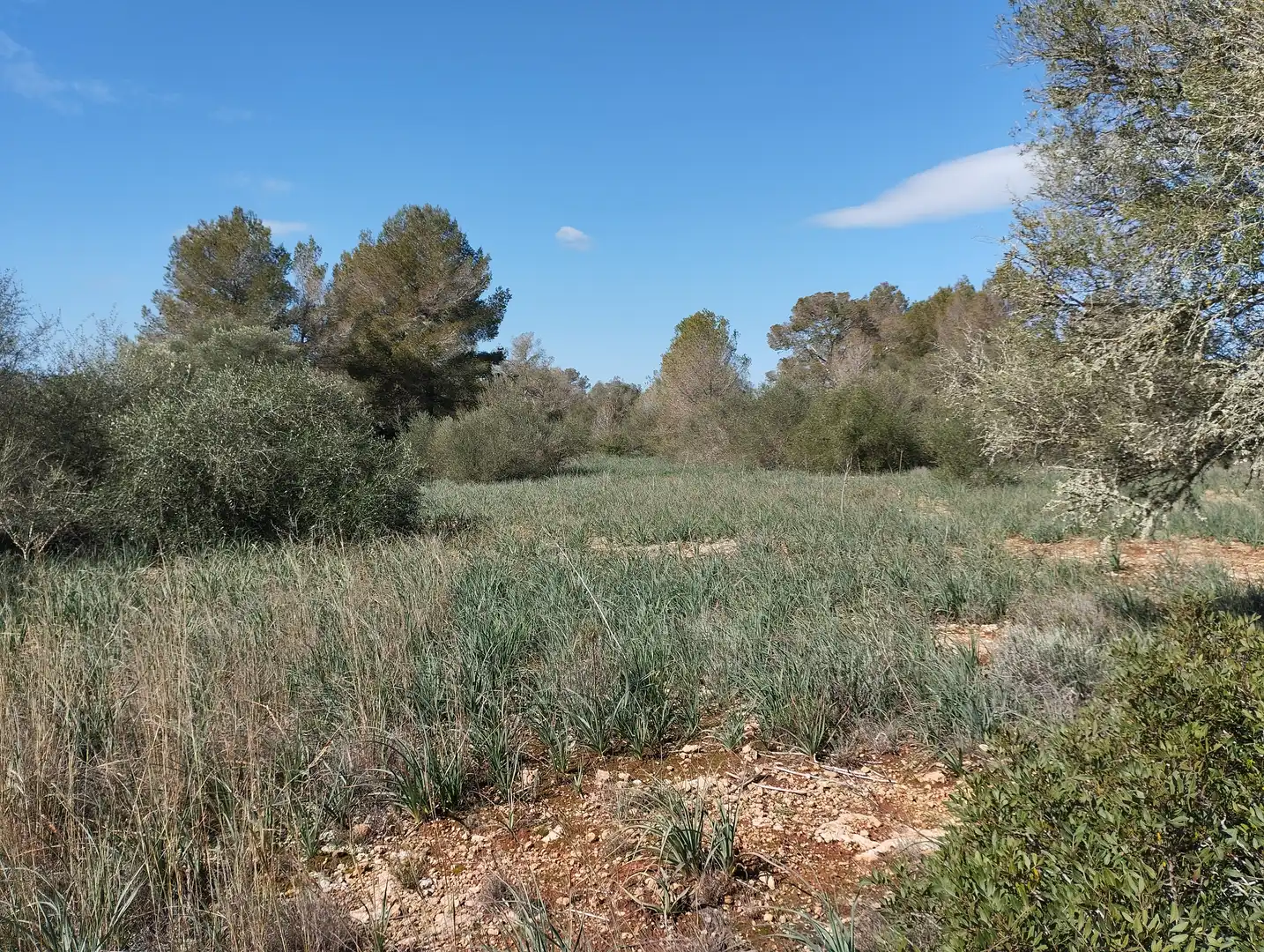 Terreno rustico in vendita a Son Gual-B 11, imagen 9
