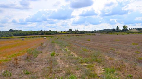 Finca con proyecto  básico  aprobado para una vivienda en Muro