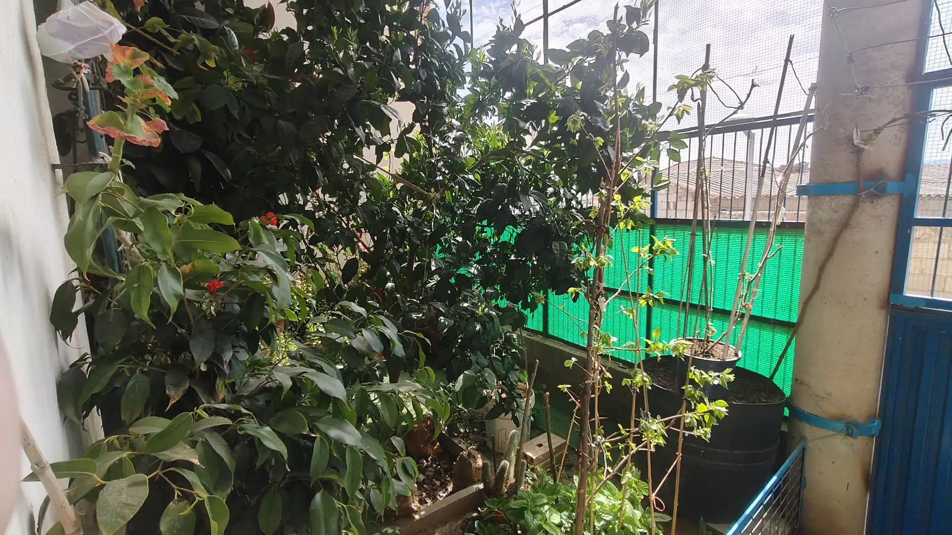 Jardí de Casa o xalet en venda en Baza