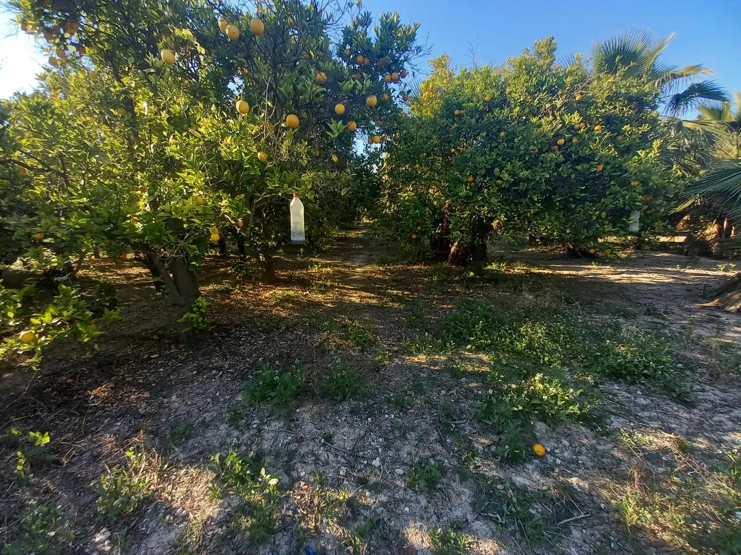 Casa o chalet en venta en Elche / Elx