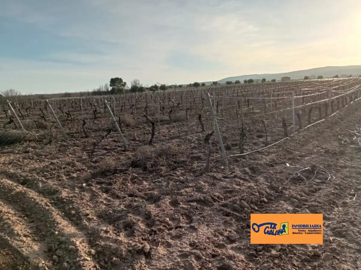 Rural land for sale in Valdepeñas, imagen 7