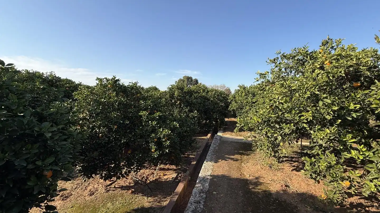 Terrenys i solars en venda a Carcaixent, imagen 9