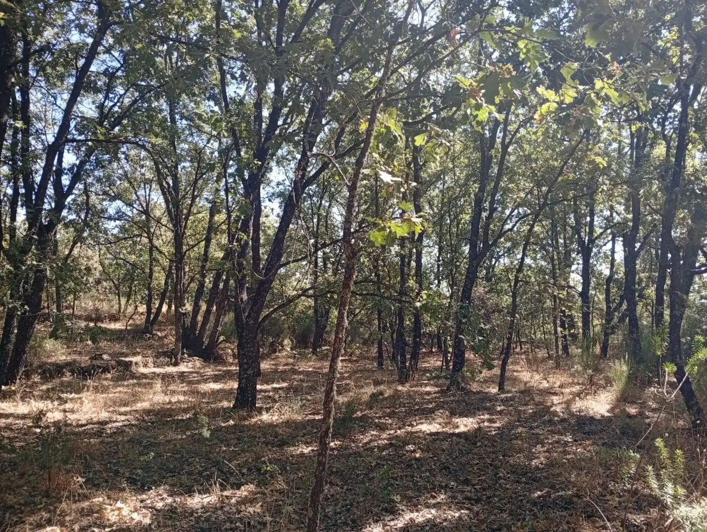 Terreni e lotti in vendita a Villanueva de la Vera, imagen 104