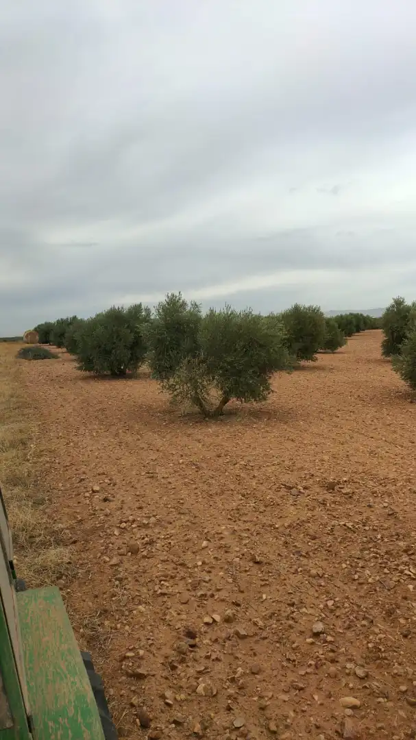 Terreny rústic en venda a Avenida Alcázar 14, imagen 12