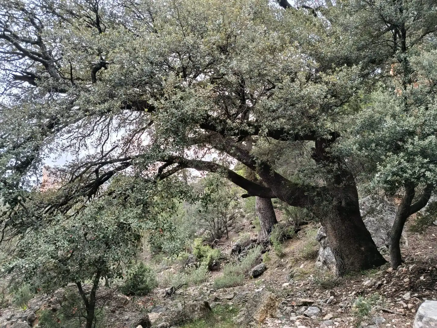Außenansicht von Grundstücke zum Verkauf in Peñarroya de Tastavins