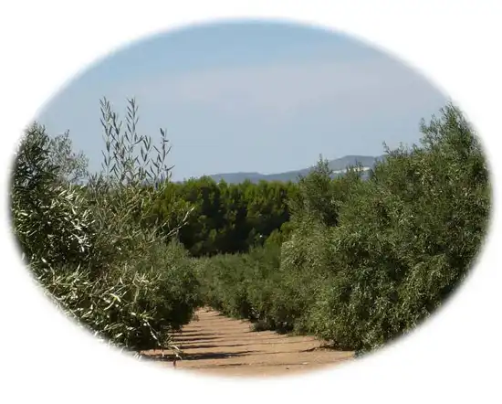 Villa con terrazza in vendita a CV-802, imagen 11