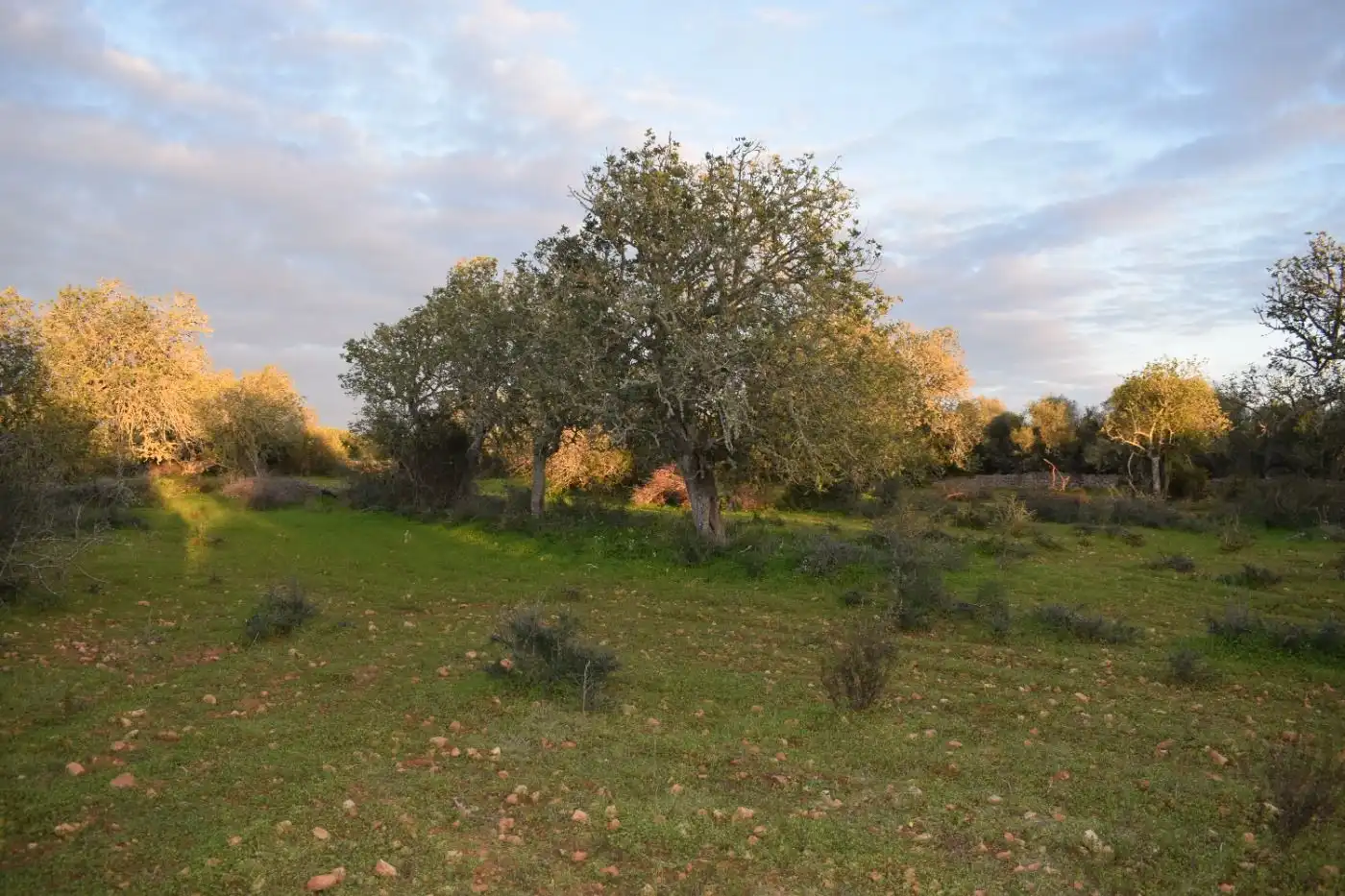 Terreno rústico en venta en Porreres, imagen 12