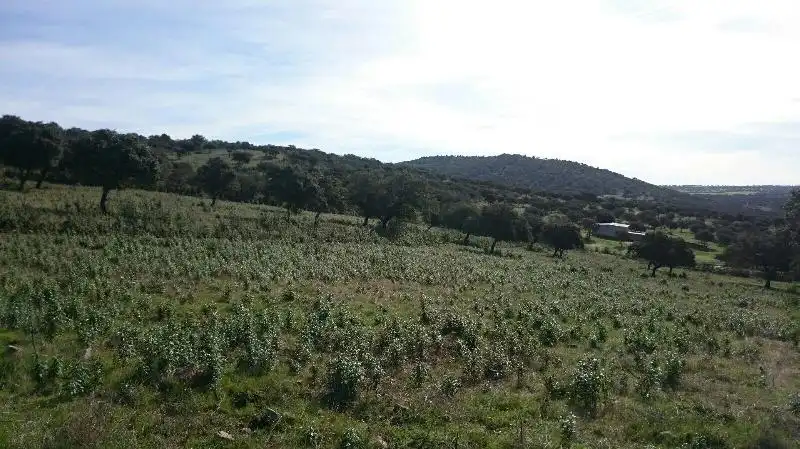 Land for sale in Salorino