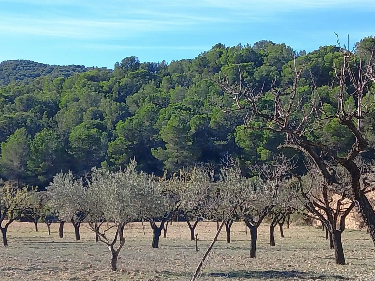 Terreno rustico in vendita a Carrer la Creu, imagen 27