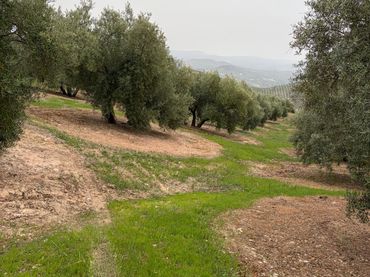 Terreno rustico in vendita a Luque