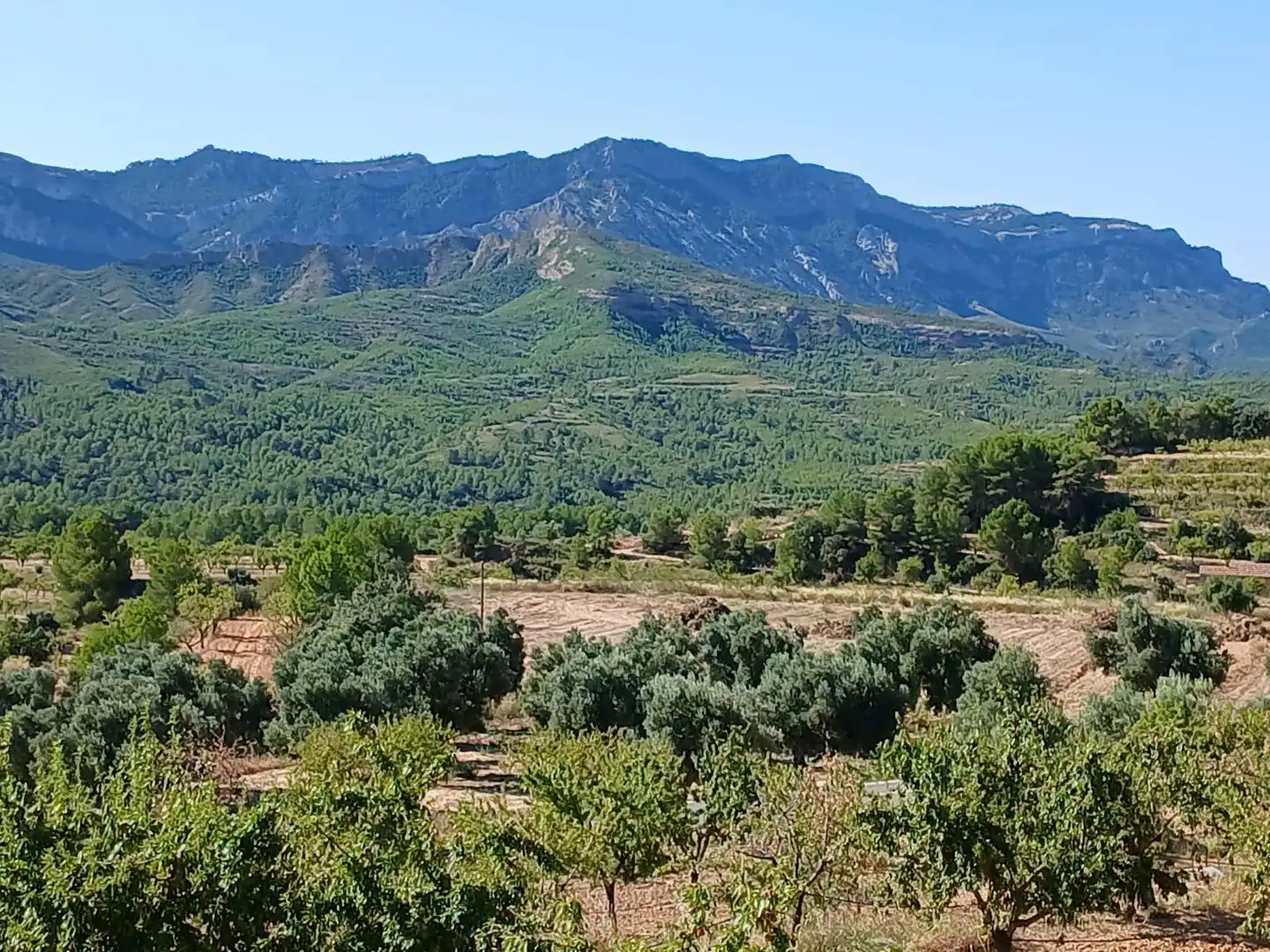 Rural land for sale in T334 13, imagen 2
