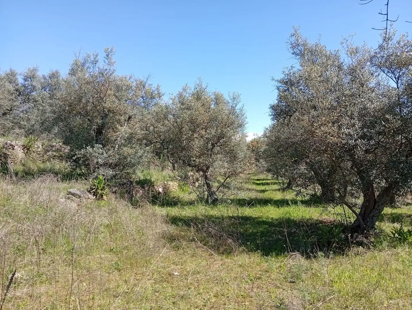 Terreni e lotti in vendita a Valverde de la Vera, imagen 32