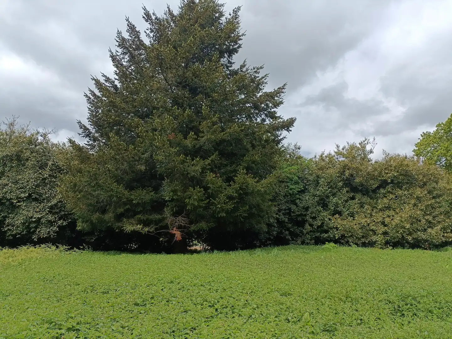 Casa o xalet en venda en Aranga amb Jardí privat i Traster