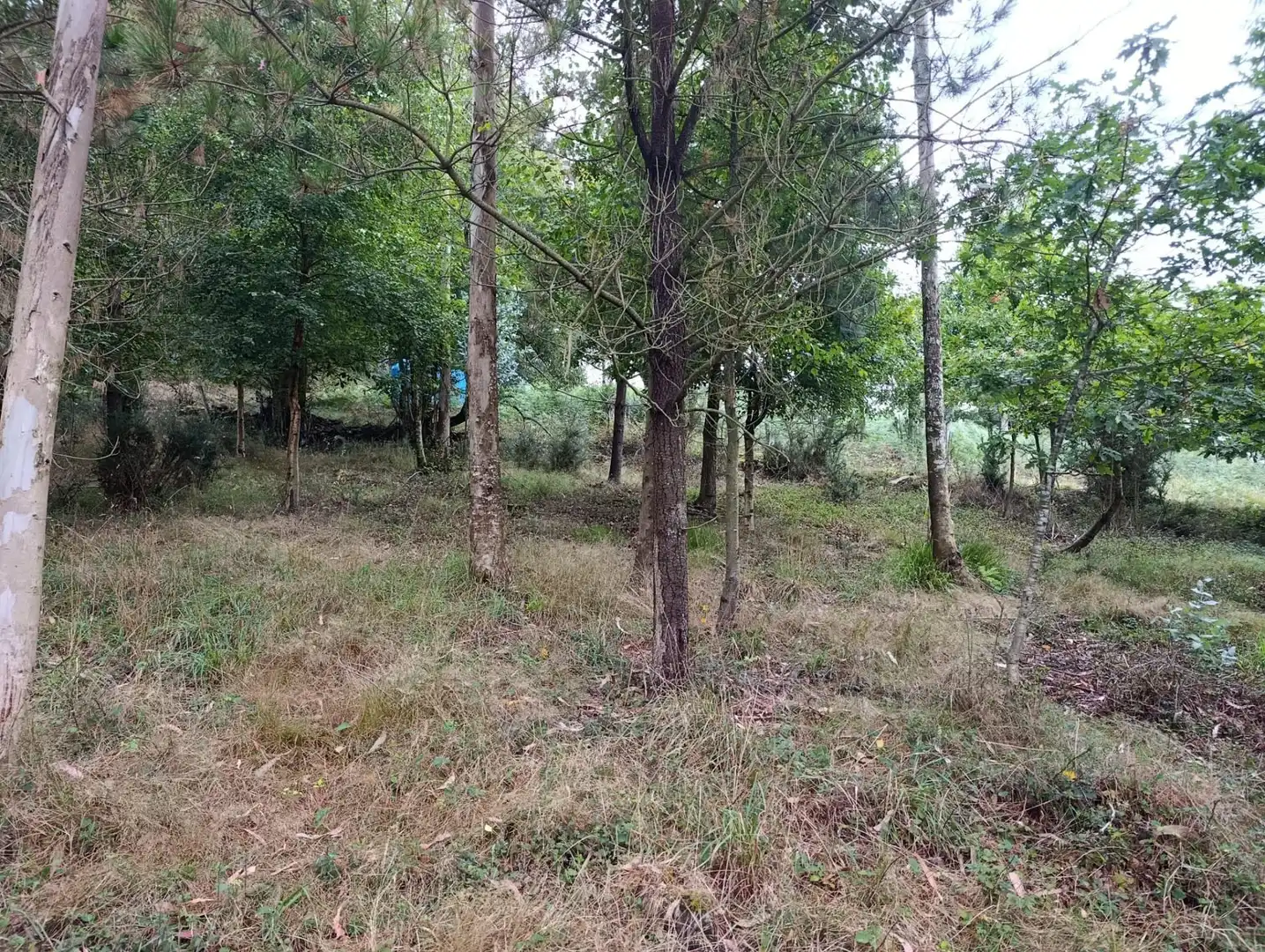Country homes for sale in Pravia