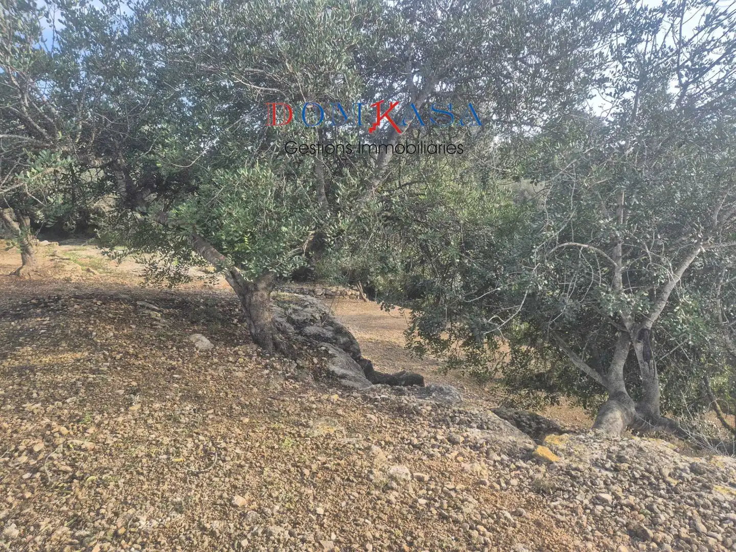 Terreno rustico in vendita a Jesús - Els Reguers, imagen 4