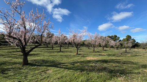 Valderrobres.- Finca de Almendros con másico y almacén, immagine 3