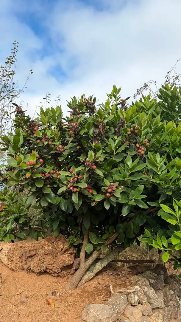Rural land for sale in el rodeo, imagen 4