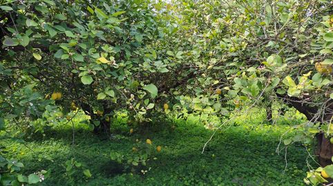 Photo 2 of Country homes for sale in Llano de Brujas, Murcia Capital