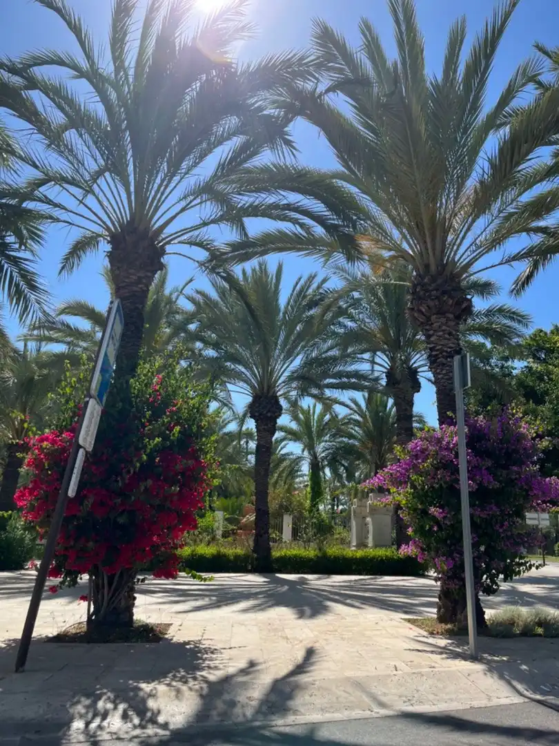 Ground floor for sale in Elche / Elx