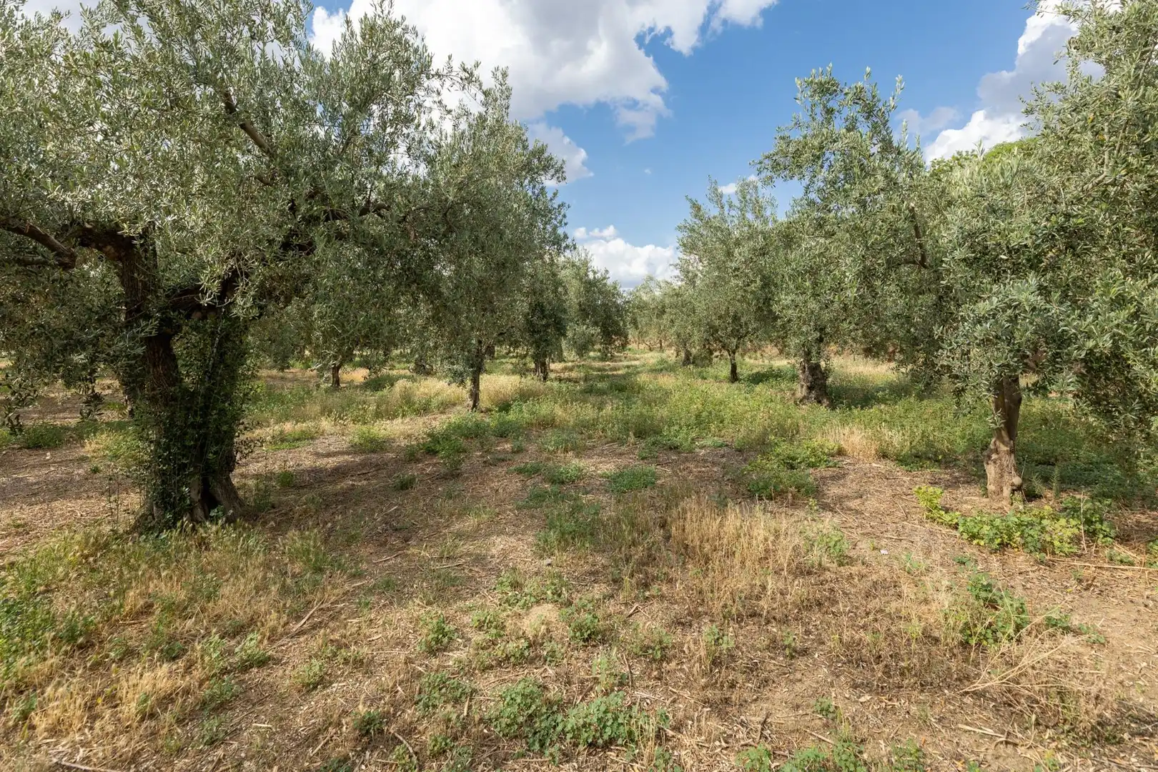 Terreno rustico in vendita a Calle POL 1, PARC 176, imagen 4