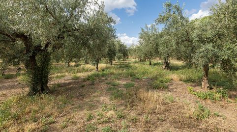 Venta de finca rústica de 77 olivos en Otura Granada, imatge 4