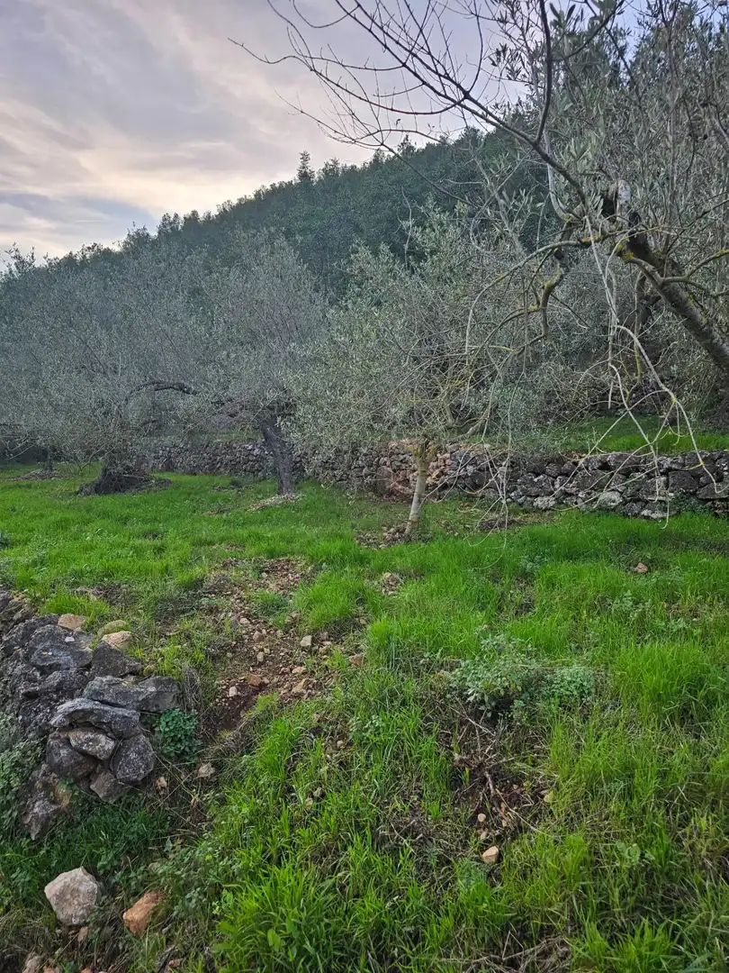 Rural land for sale in Alcanar, imagen 3