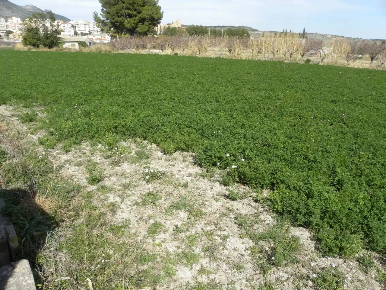 Residential land for sale in Caravaca de la Cruz, imagen 8
