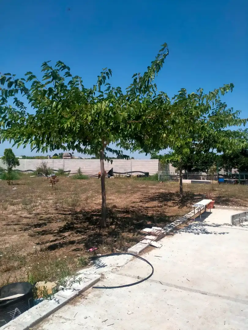 Finca rústica en venda en Oliva amb Terrassa i Traster