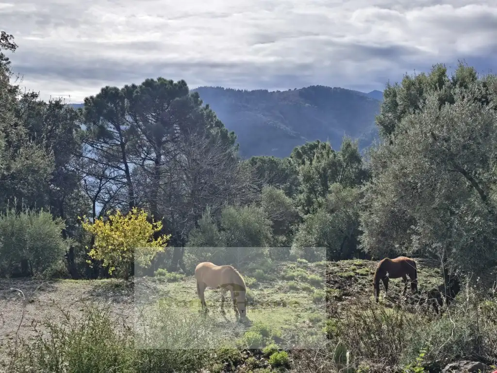 Finca rústica en venda a Poligono 2 Paraje 85 La Porrona, Jubrique