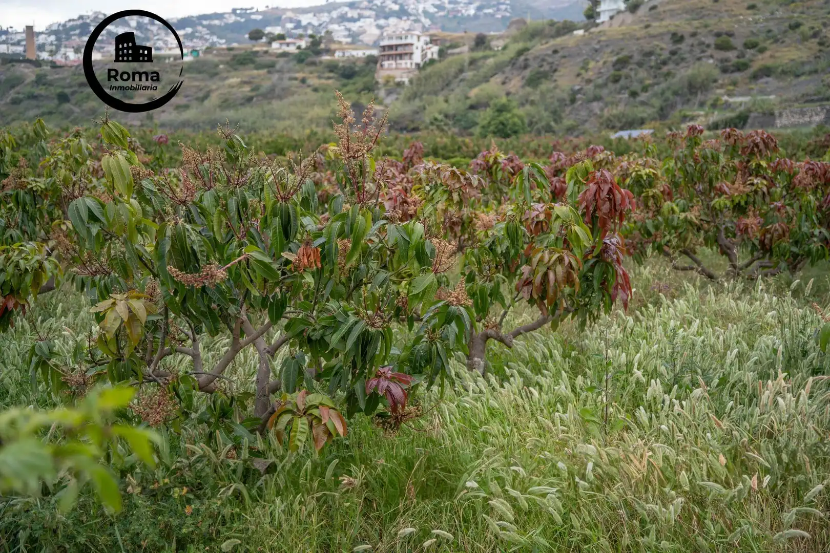 Terreni e lotti in vendita a CARRETERA MALAGA (CAL) 74, imagen 19