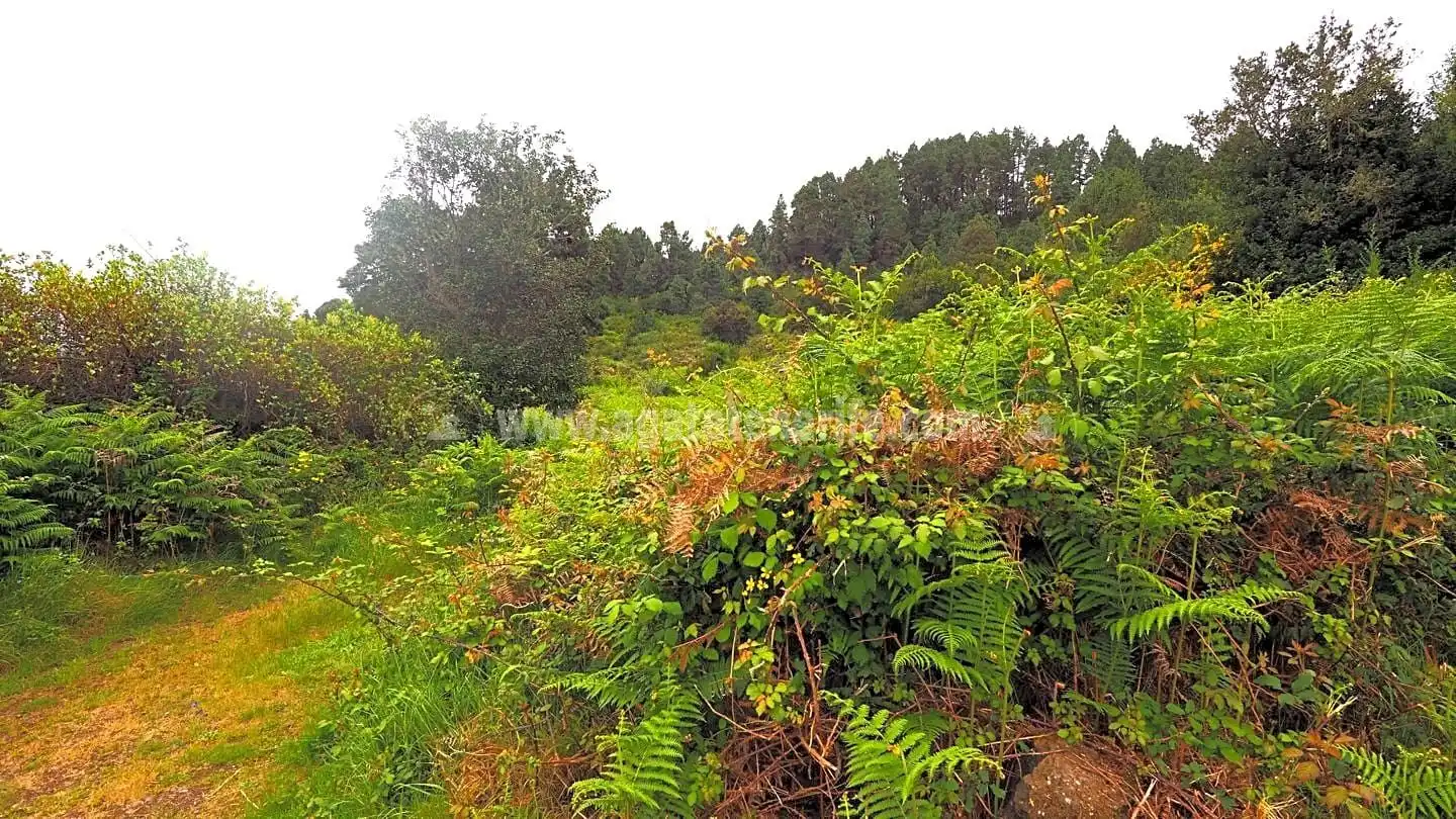 Lands and plots for sale in La Vega - El Amparo - Cueva del Viento, imagen 4