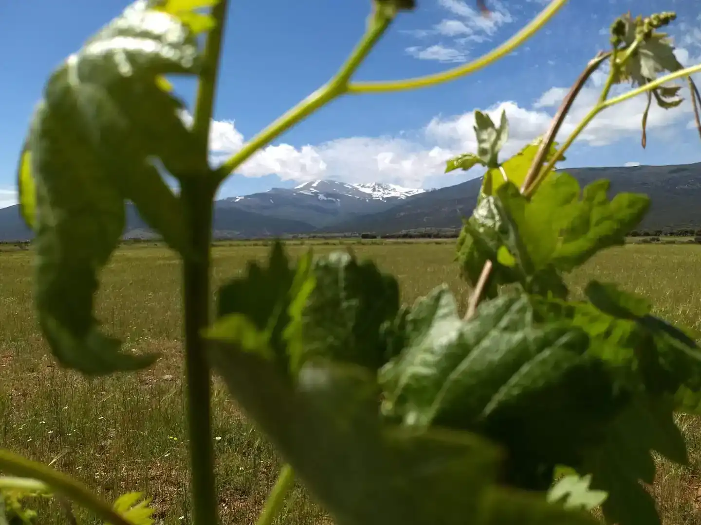 Terreno en venta en Cortes y Graena