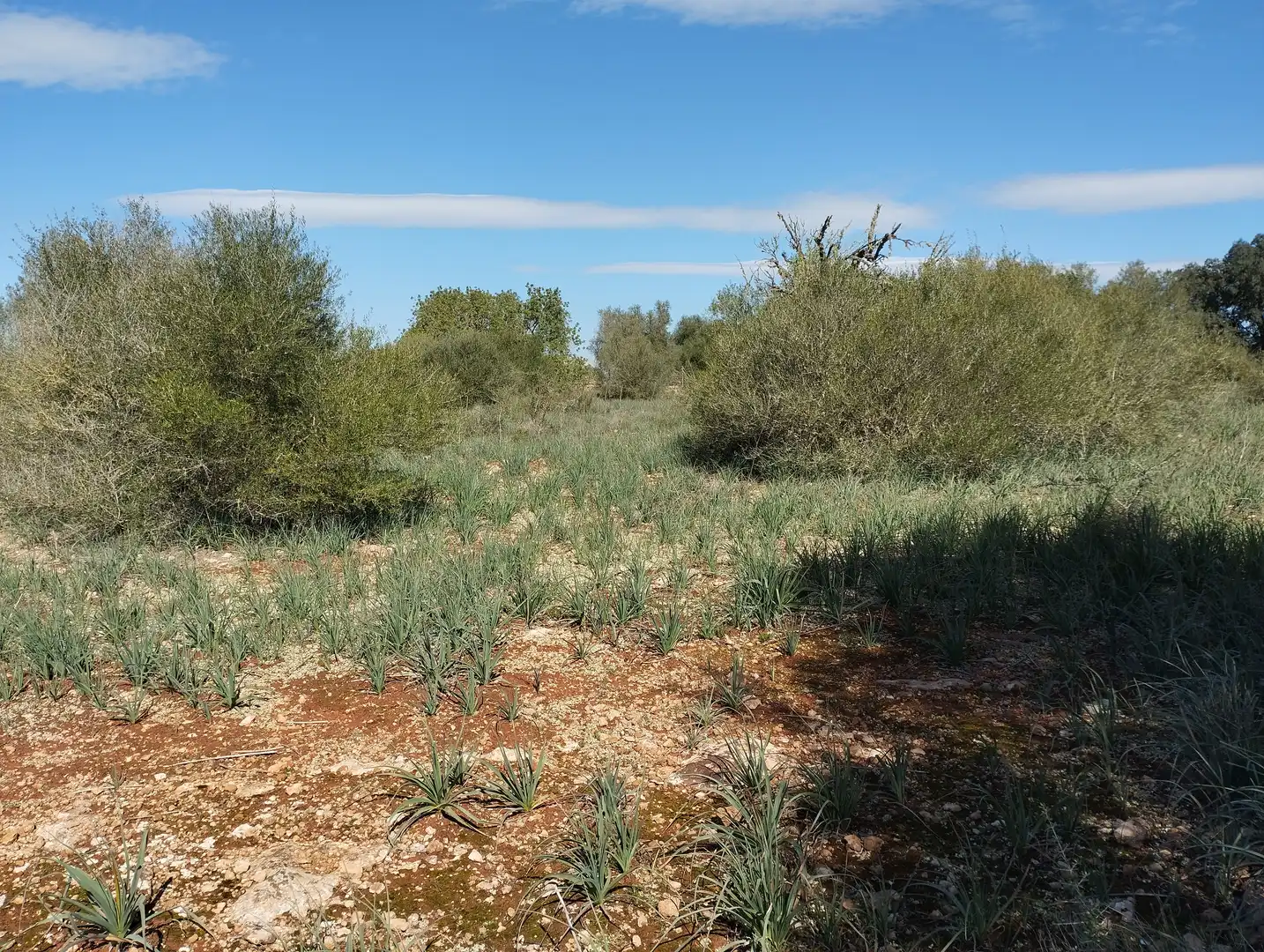 Terreno rustico in vendita a Son Gual-B 11, imagen 7