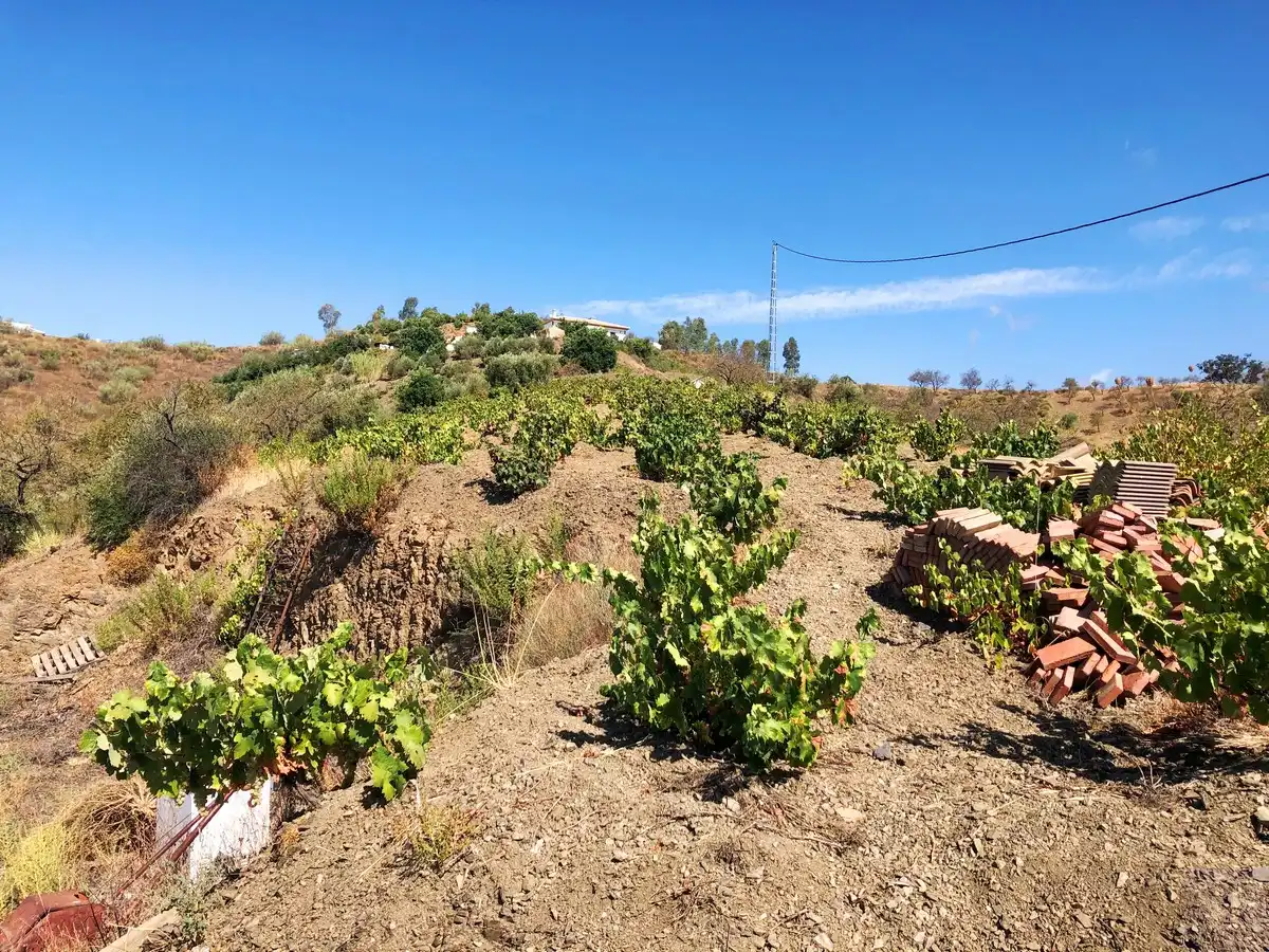 Terrenos y solares en venta en Sedella, imagen 9