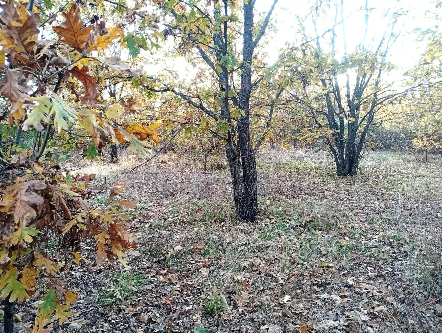 Terreni e lotti in vendita a Viandar de la Vera, imagen 8