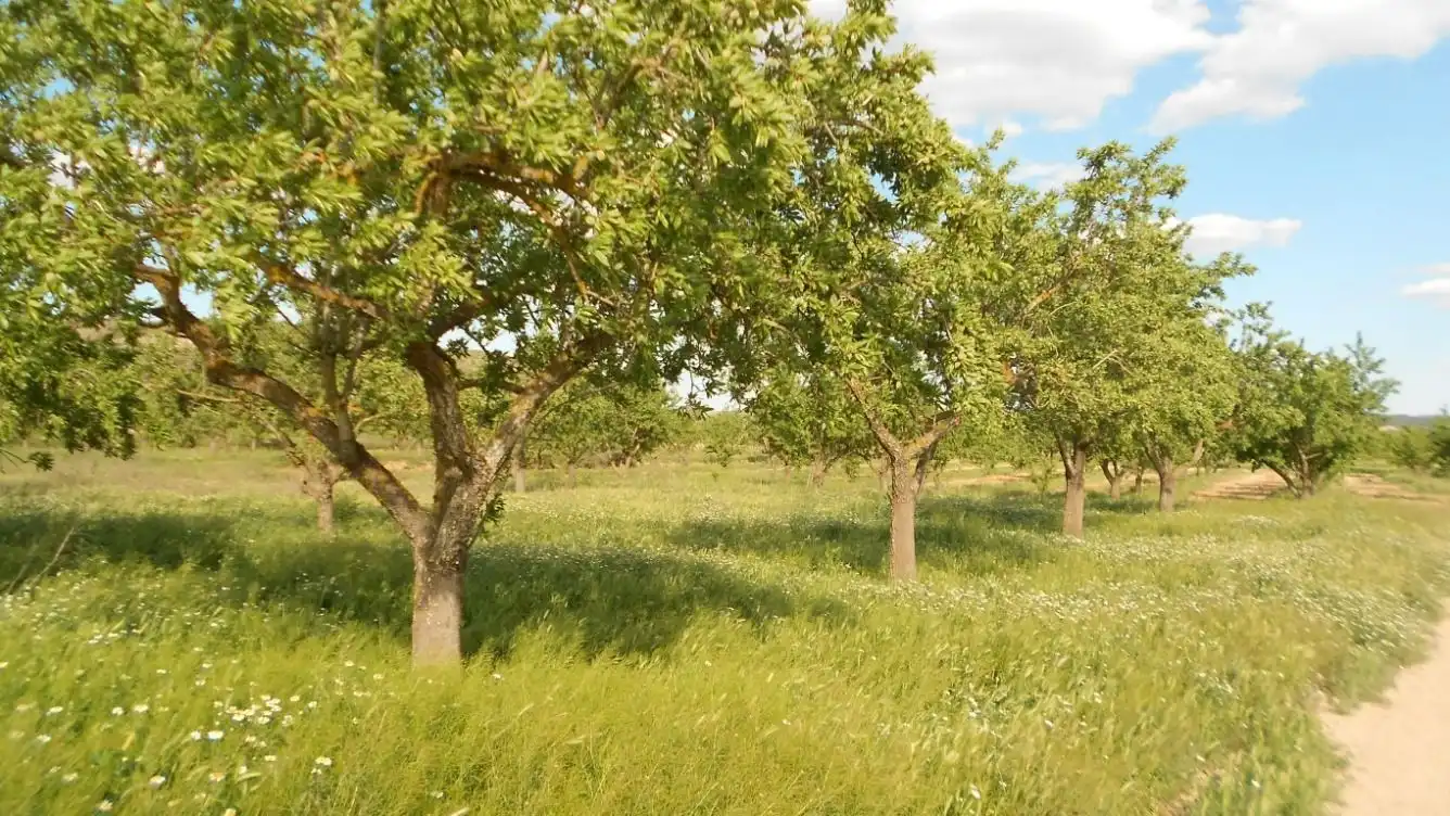 Wohnbaugrundstück zum Verkauf in Batea, imagen 4