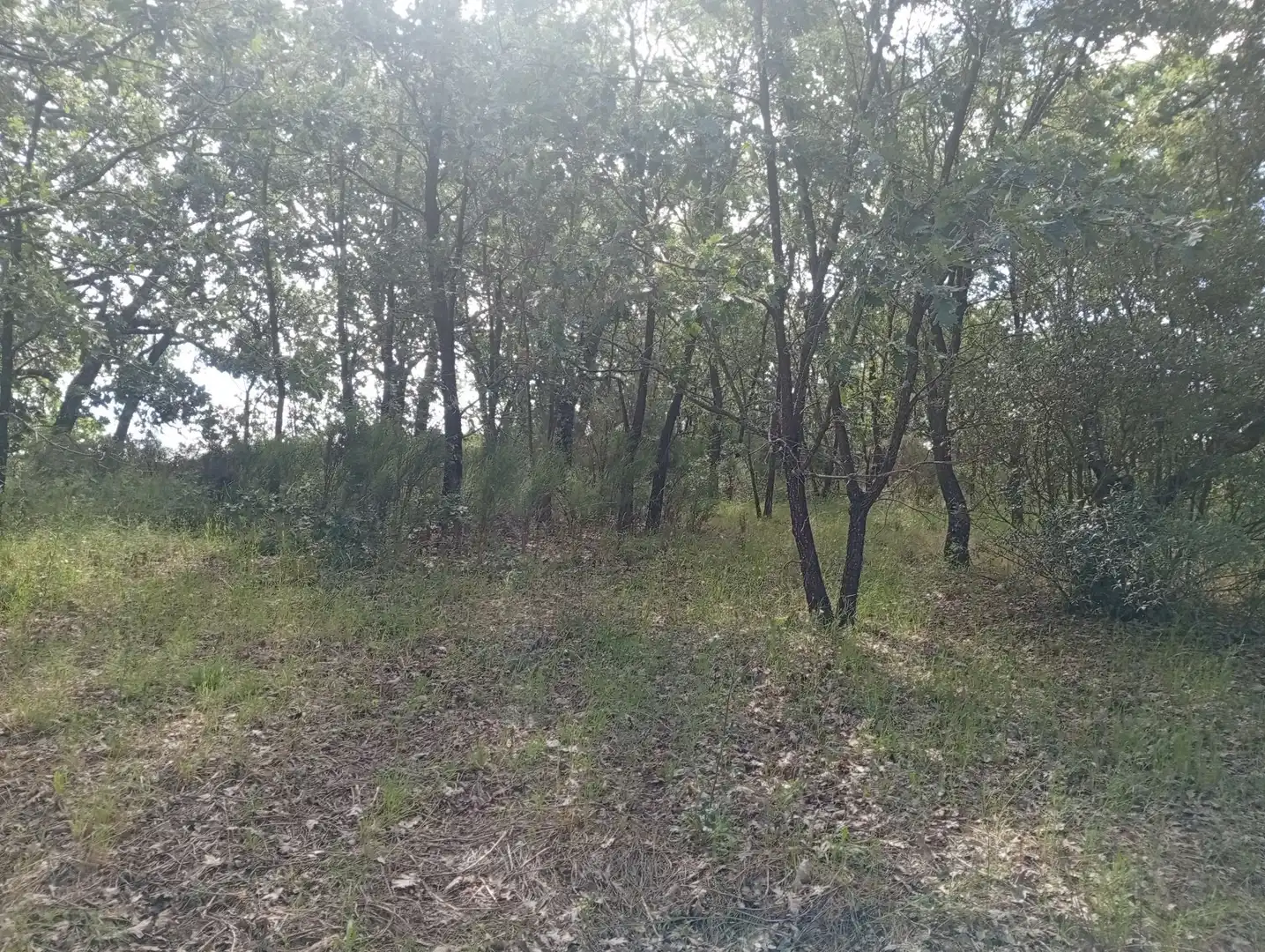 Terreni e lotti in vendita a Losar de la Vera, imagen 42