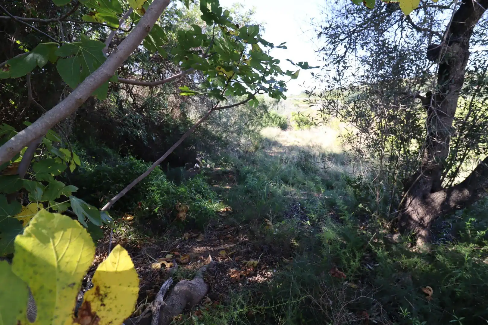 Grundstücke zum Verkauf in Ulldecona