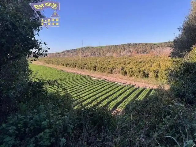 Terreny rústic en venda a Arcos de la Frontera, imagen 4