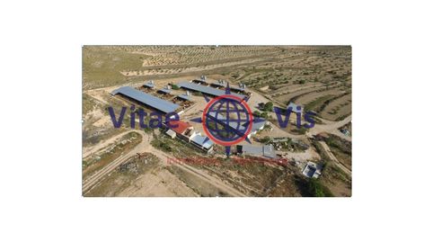 FINCA 70 HECTAREAS CON EXPLOTACION GANADERA Y AGRICOLA CON CORTIJO EN LA PACA, immagine 5