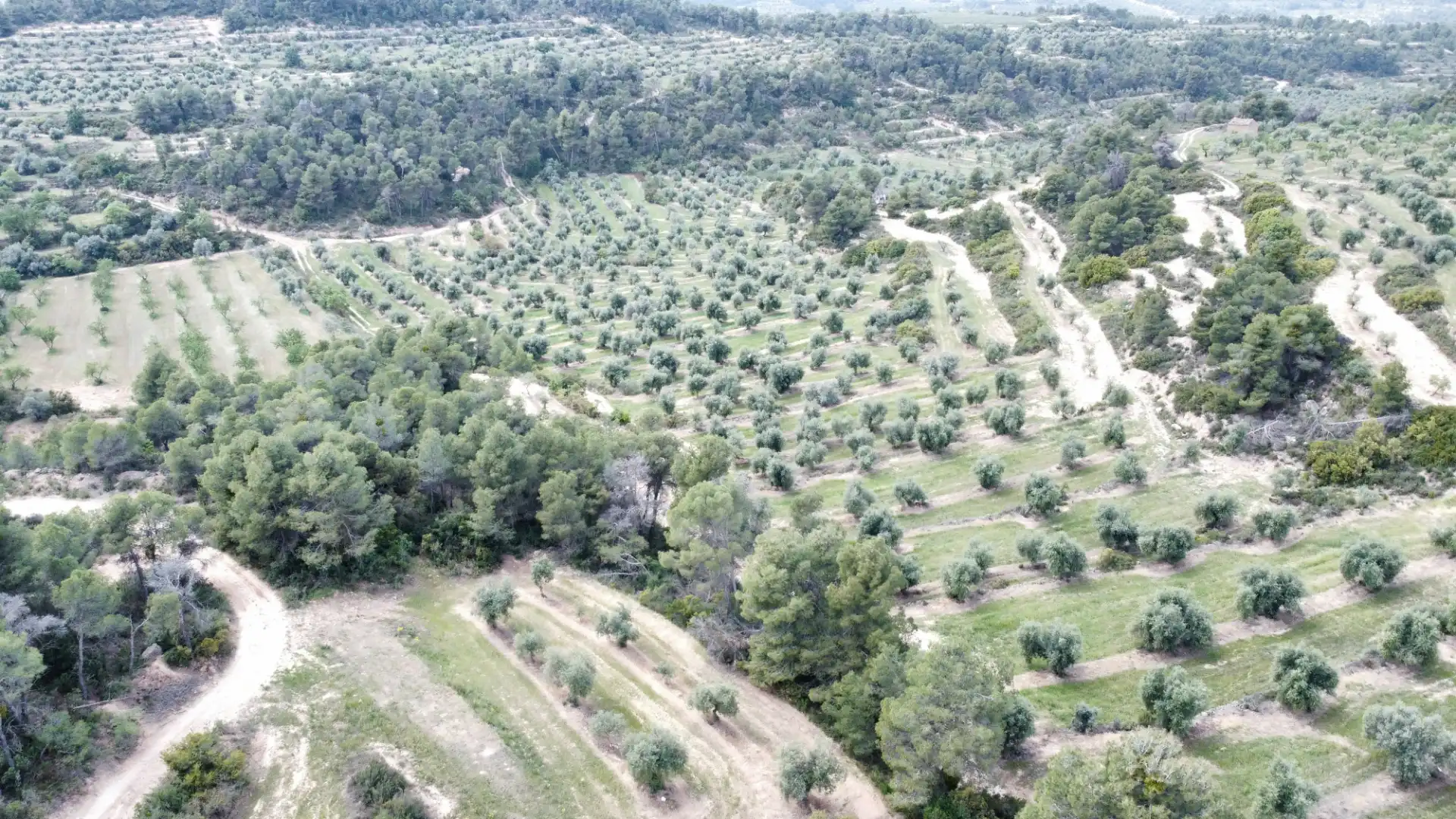 Land for sale in Juncosa