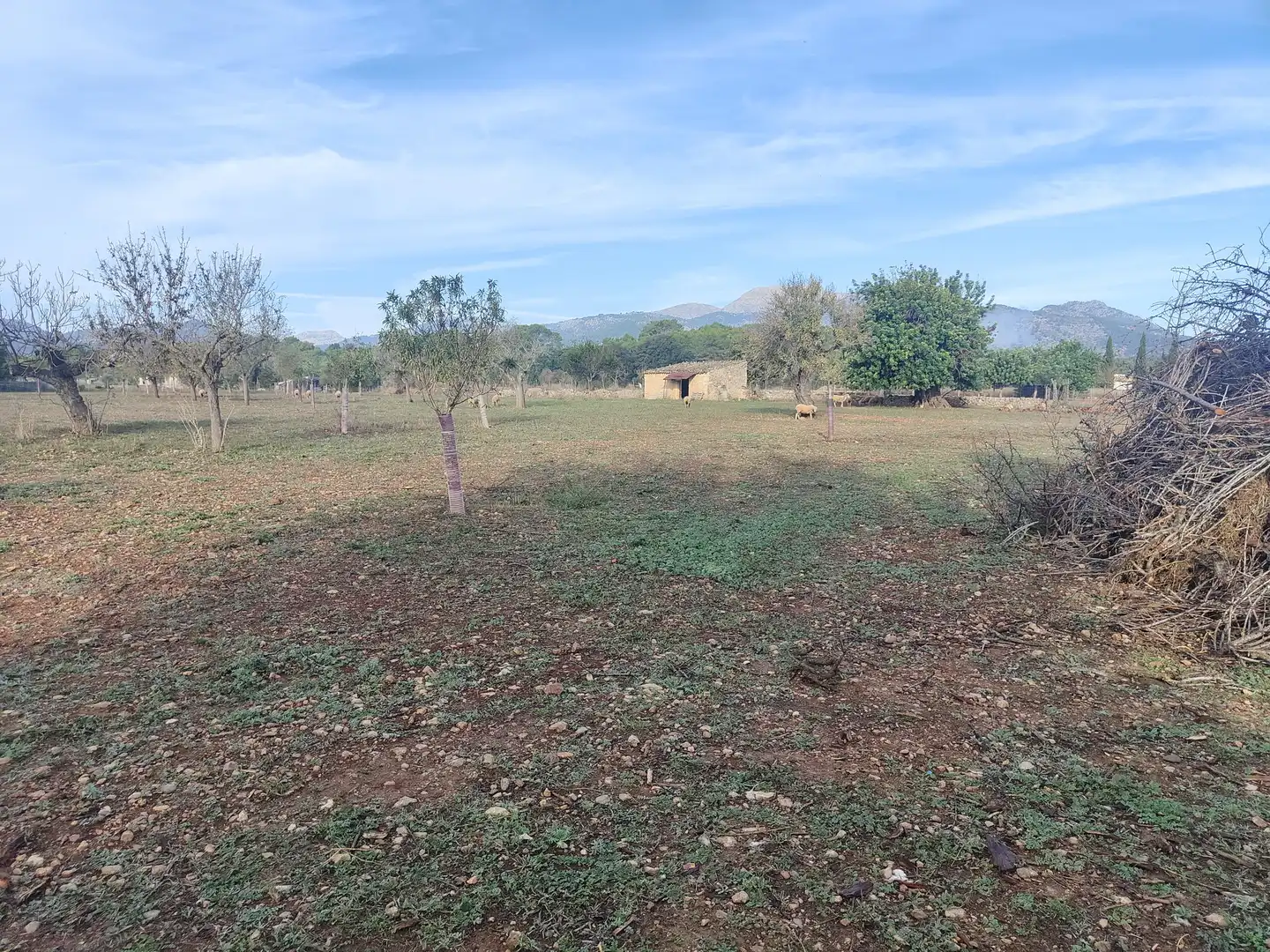 Terrain rustique à vendre à Camí Moscari 26, imagen 13