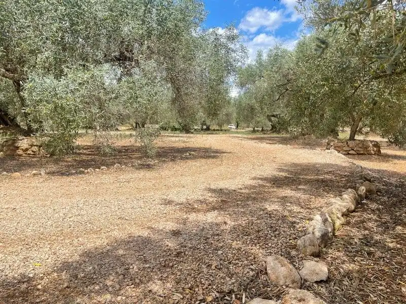 Terreno rustico in vendita a Plaça del Regne d'Espanya 8, imagen 12