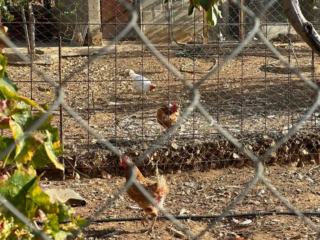 Jardí de Casa o xalet en venda en Magacela amb Jardí privat, Terrassa i Piscina