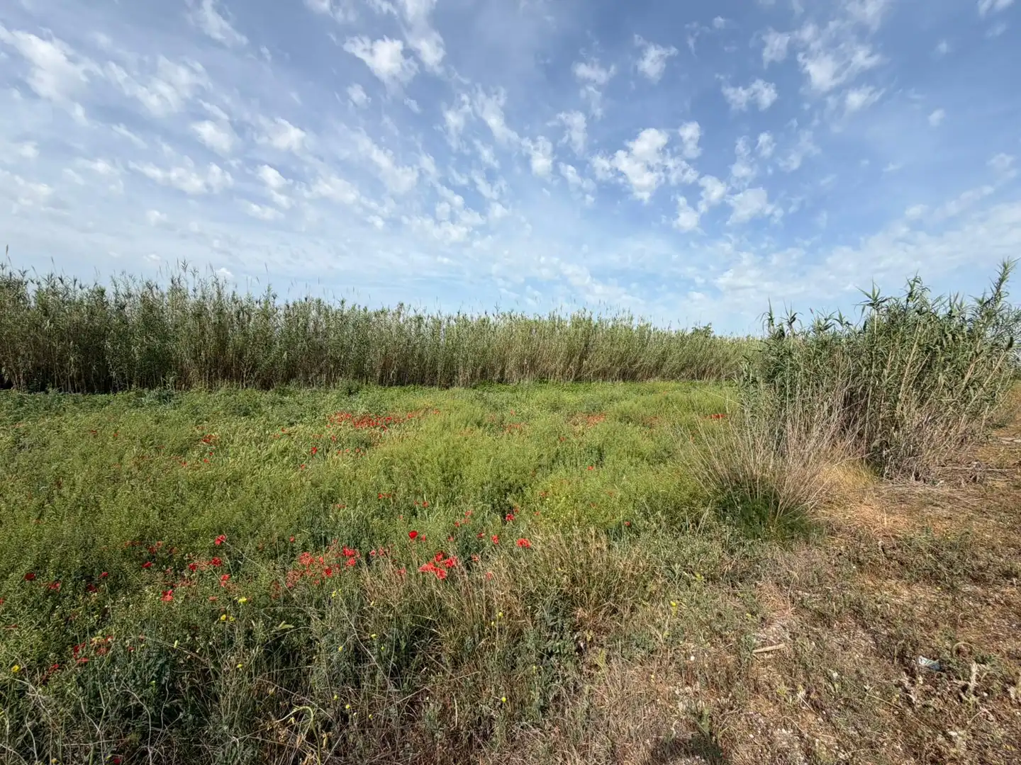 Rural land for sale in Albalate de Cinca, imagen 3