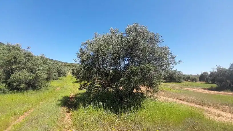 Terreni e lotti in vendita a Calle Polg. Sorihuela del Guadal, imagen 2