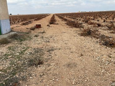 Terreno rustico in vendita a Tomelloso