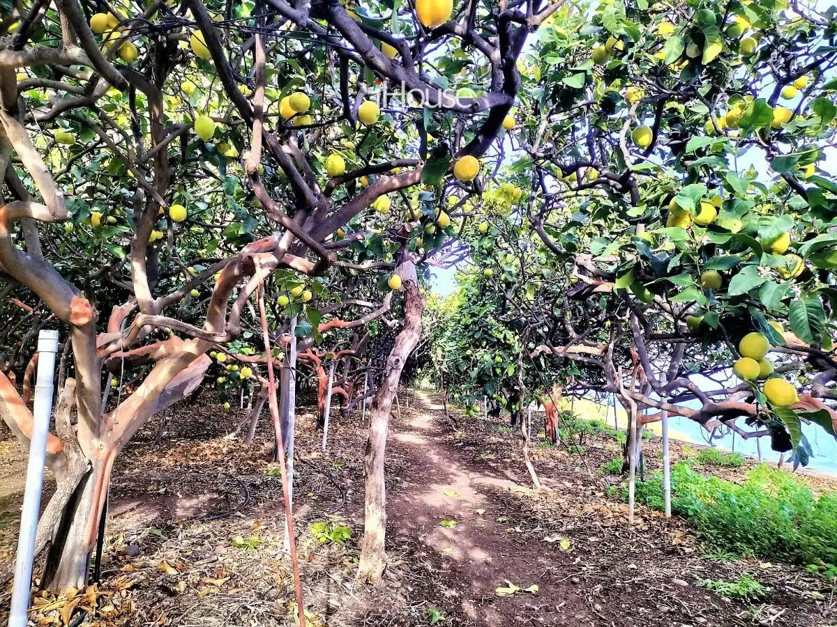 Terreno en venta en PUNTA DE TENO, Buenavista del Norte
