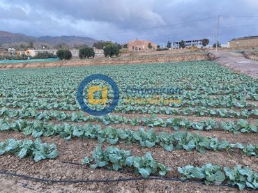 Terrain résidentiel à vendre à Pedanías Centro